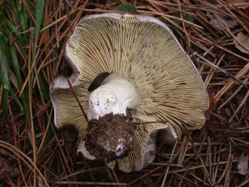 Escursione mirata   a Tricholoma portentosum